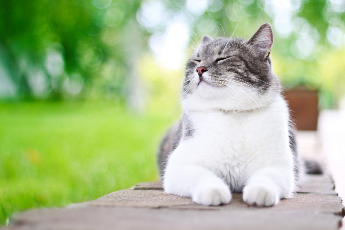Шесть правил счастья, подсмотренных у кошки
