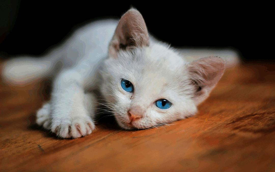 Наглый кот с мордой "тут закрыто, пива нет и не будет"