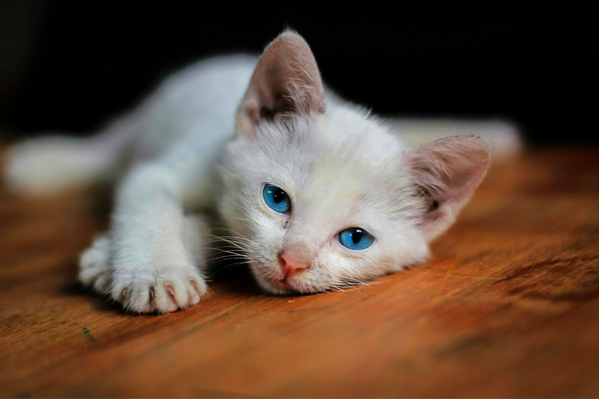 Тупи. Требуй. Отчебучивай