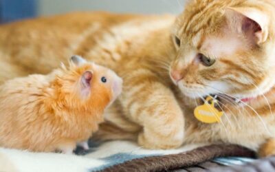 Слава Сэ про Хомячка