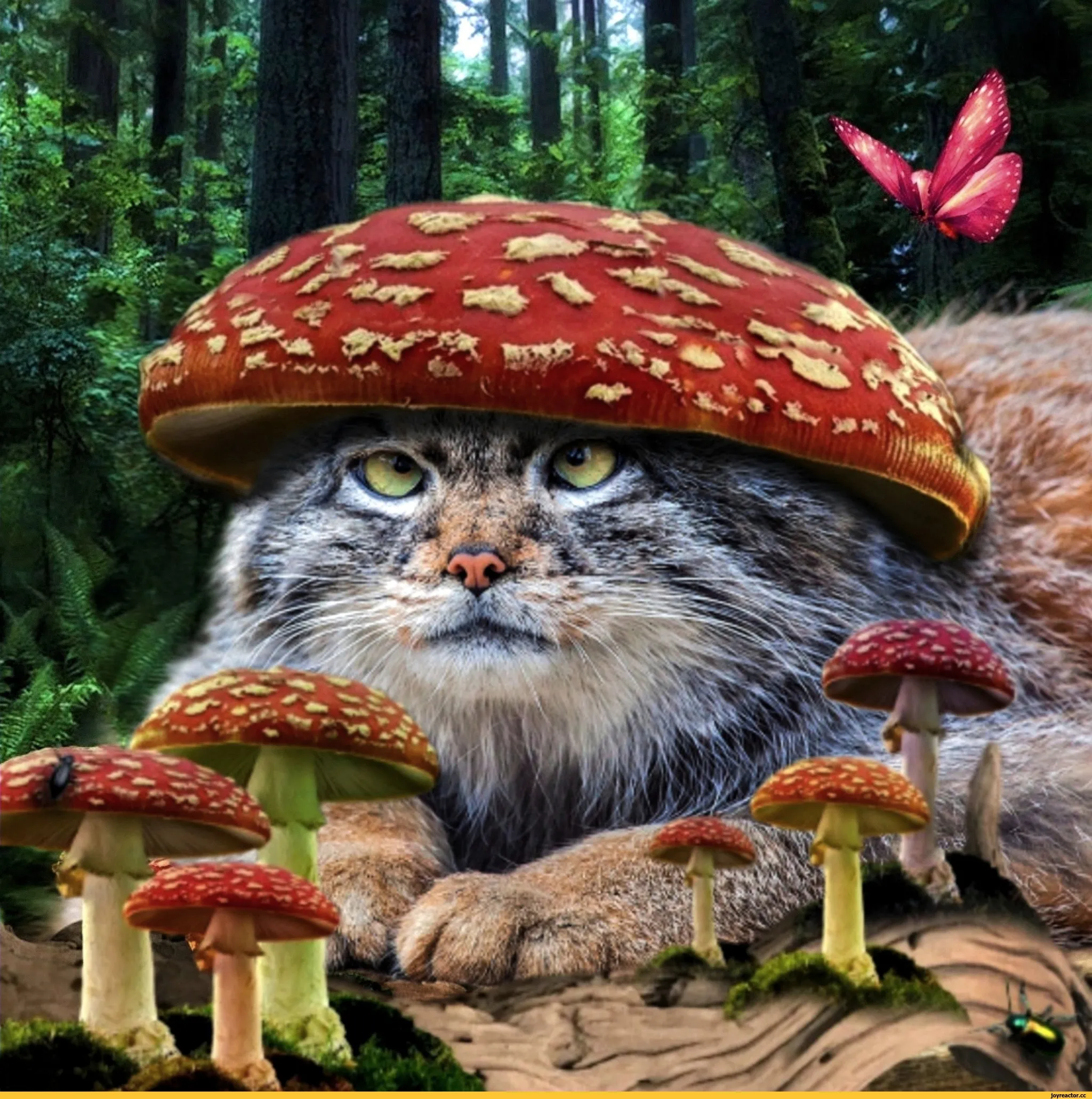 Слава Сэ: О мифическом явлении под названием грибы