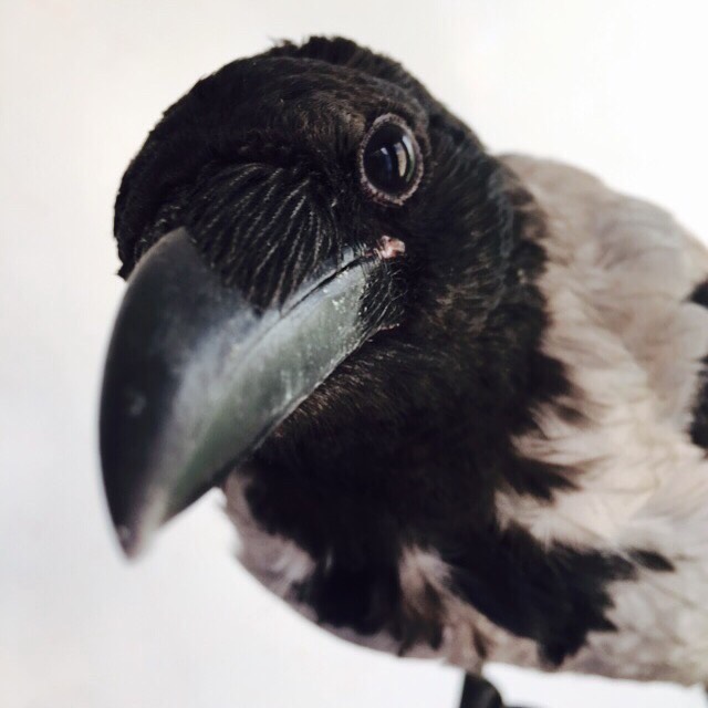 Сильная ворона. Чудесная притча о силе самомнения