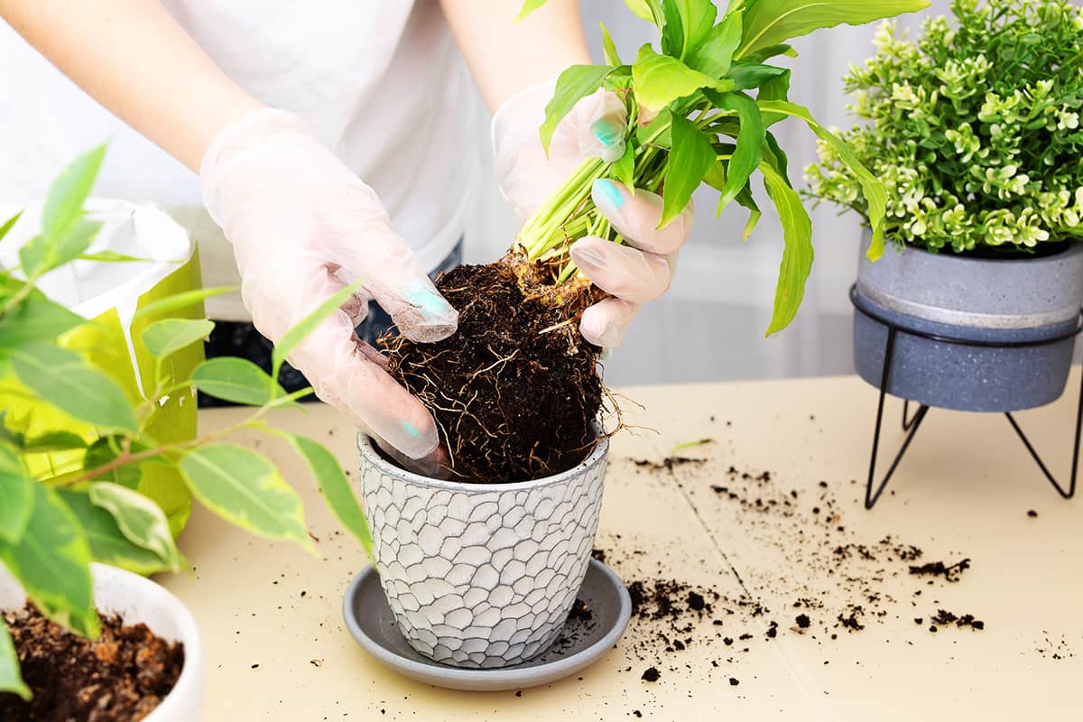 Самопомощь от садоводов