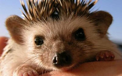 Притчи про Ёжика