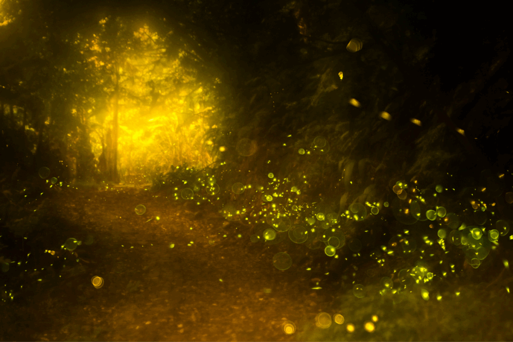 Вид на светлячков с Чердака сказочной избушки 