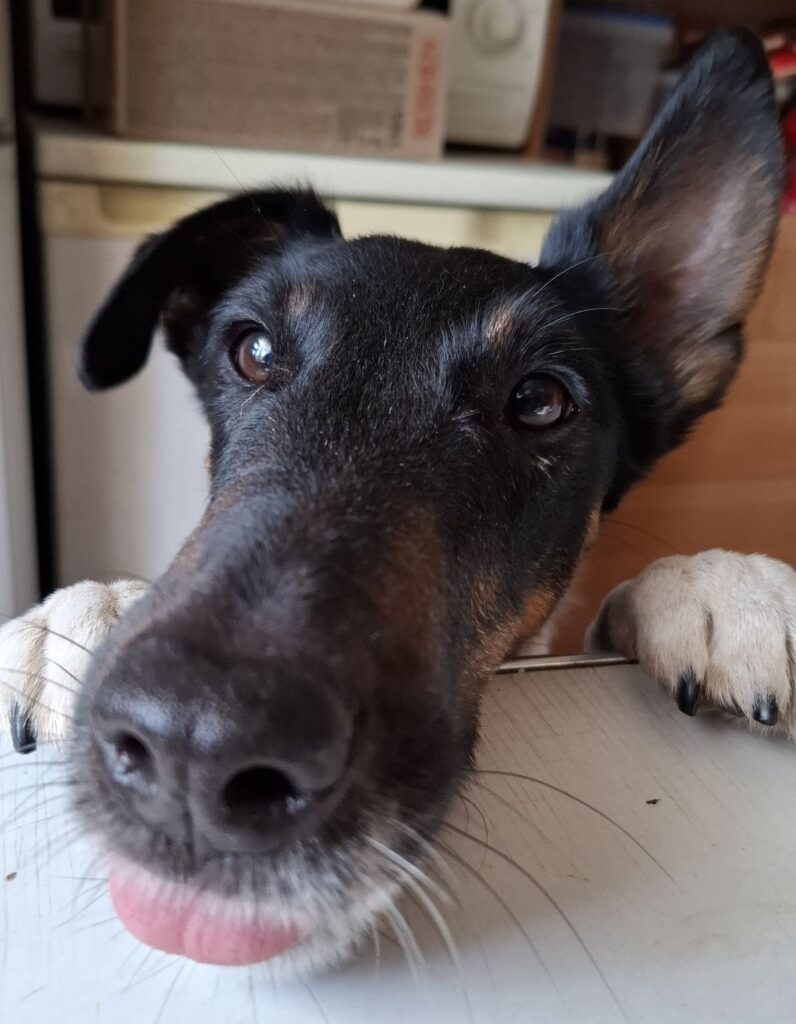 Веселый и довольный фокстерьер положил морду на стол и показывает язык