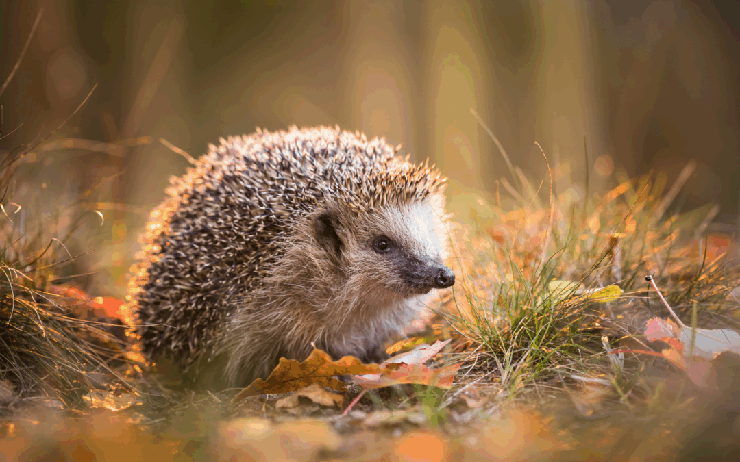 Милый ежик в солнечных лучах и осенних листьях.
