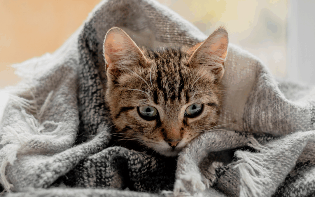 Серый полосатый кот укрылся пледом и смотрит в камеру — уют и немного тревоги в глазах.