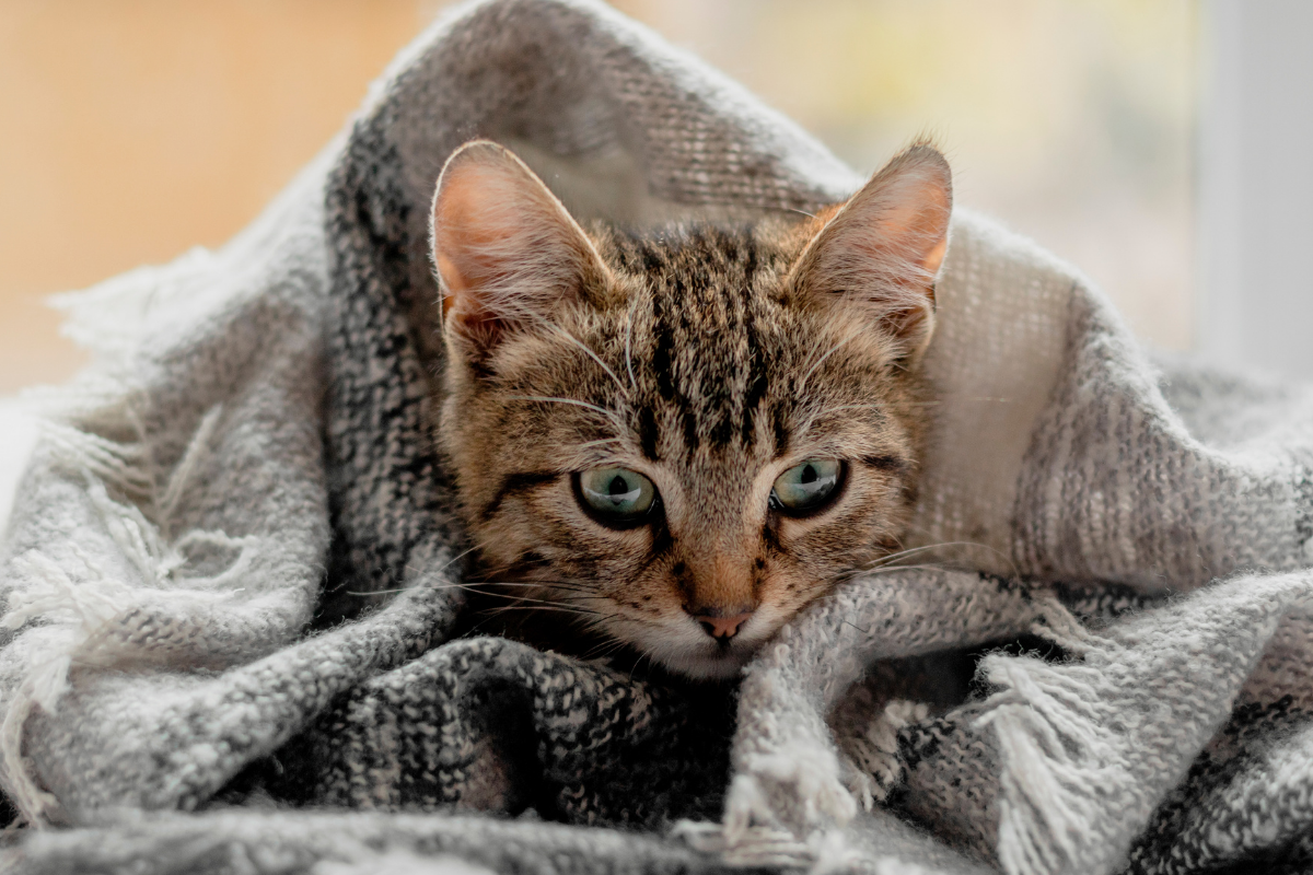 Плед Паша: хроника мягкого хаоса