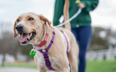 Слава Сэ: это не моя собака