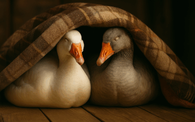 Гуси и фэншуй. Серия 4