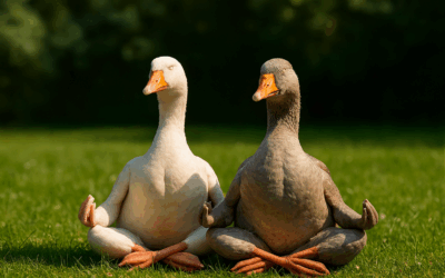 Гуси и фэншуй. Переходим в зону активности